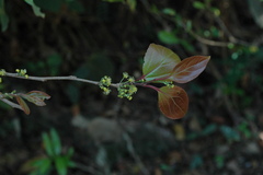 Flacourtia indica